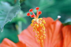 St. Thomas Botanical Garden cruise excursion
